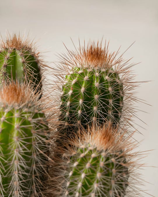 Kaktus 15 cm