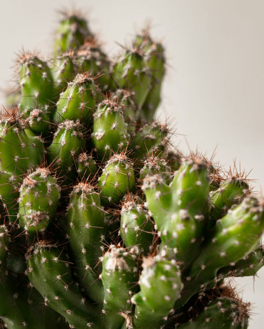 Kaktus 15 cm